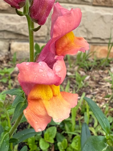 Customer photo review of Orange Wonder Snapdragon Seeds