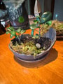 Customer photo review of Natural Canadian Sphagnum Moss - Revita-Moss