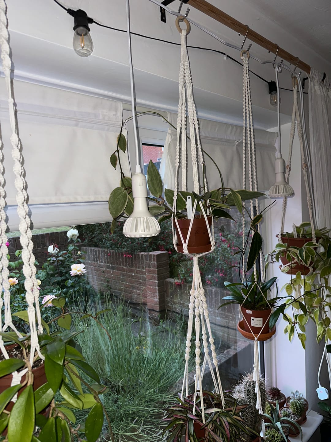 Customer photo review of Pianta LED Grow Light 3-Pack bundle