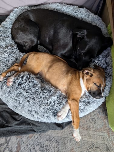 Customer photo review of PaWz Removable Cover Calming Pet Bed