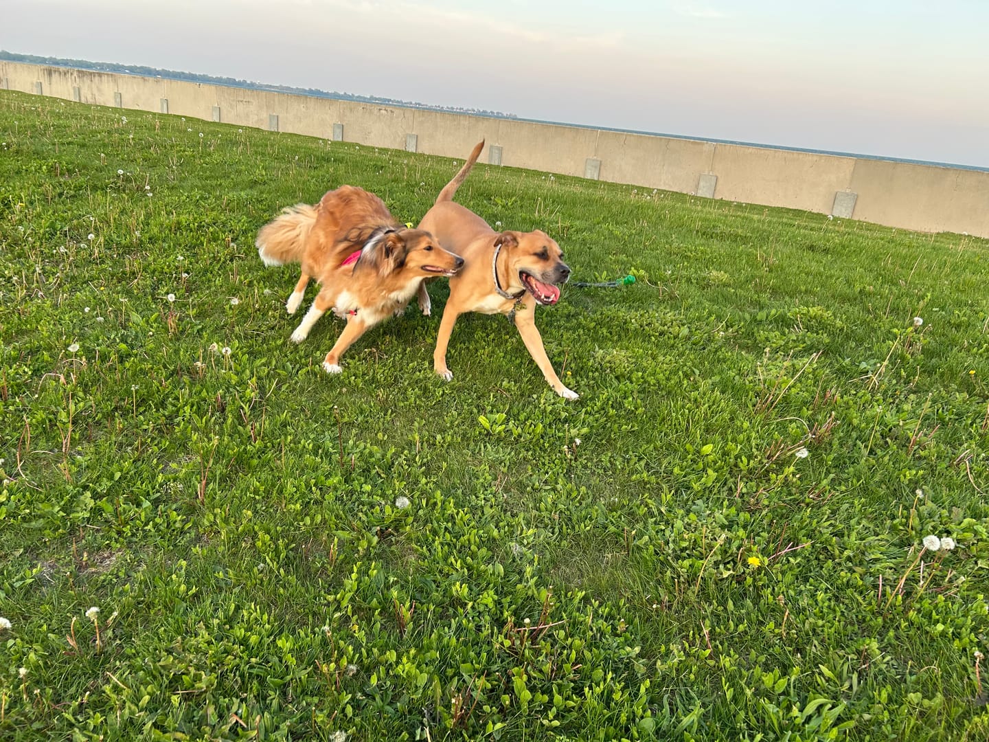 Customer photo review of FurLife™ - Flea & Tick Defense Chews for Dogs