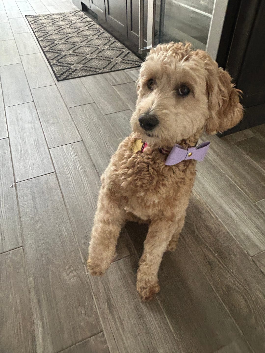 Customer photo review of Vegan Leather Bowtie