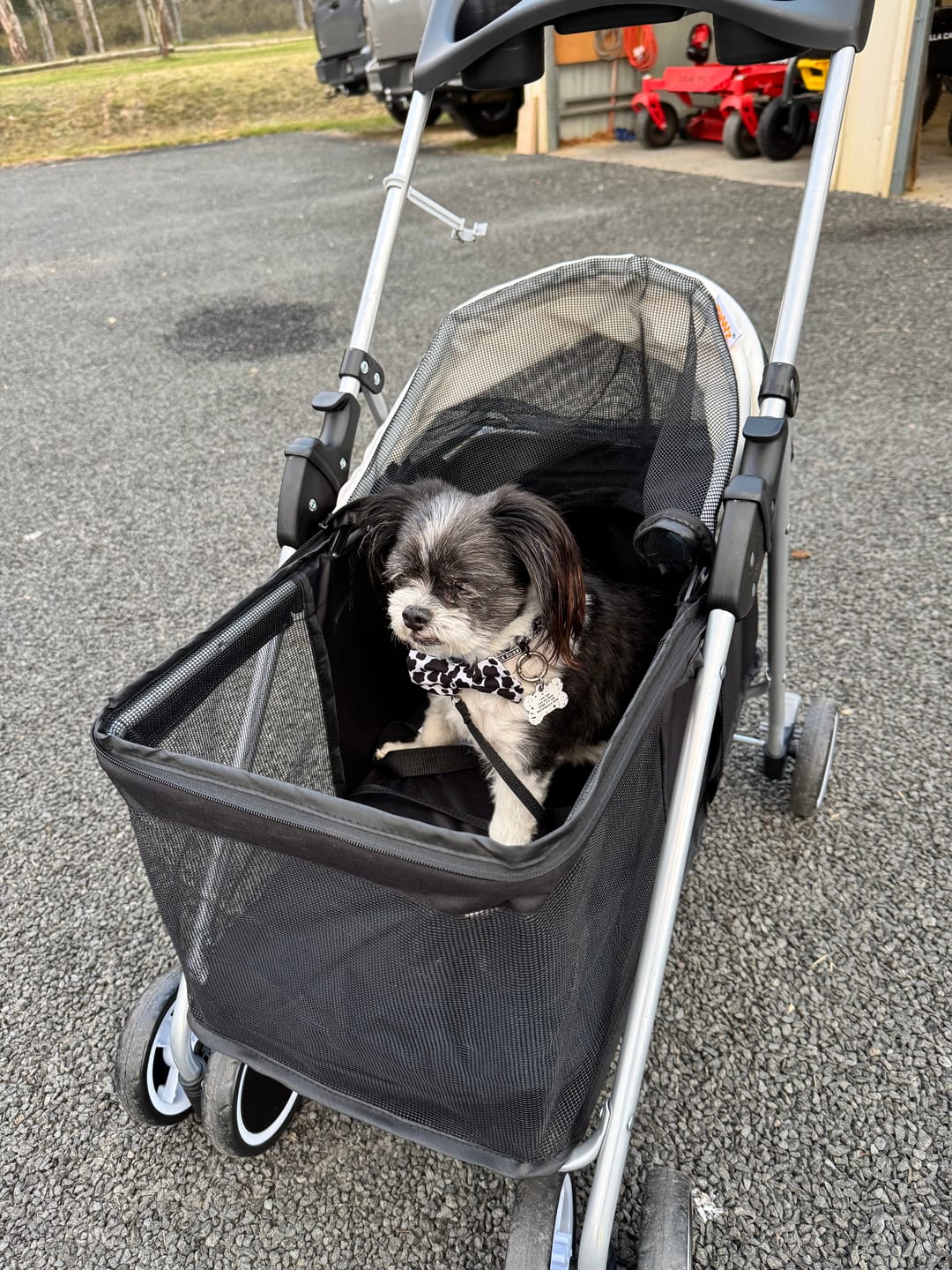Customer photo review of Pawz Compact & Comfortable Pet Stroller