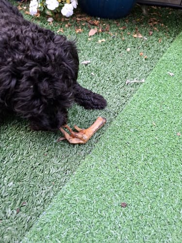 Customer photo review of Crispy Chicken Feet