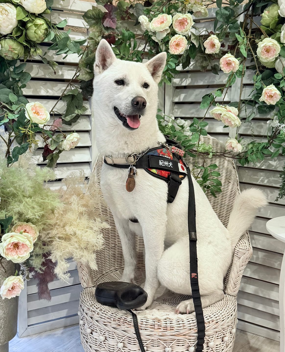 Customer photo review of ハーネス専用お名前タグ（２枚セット・マジックテープ式）