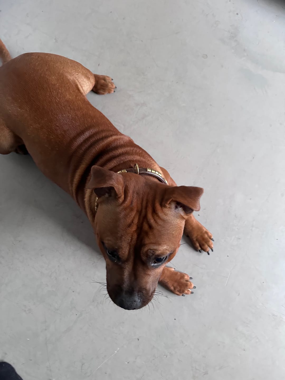 Customer photo review of Staffordshire Bull Terrier 1935® Show Collar & Leash Set - Champion - Brown & Gold