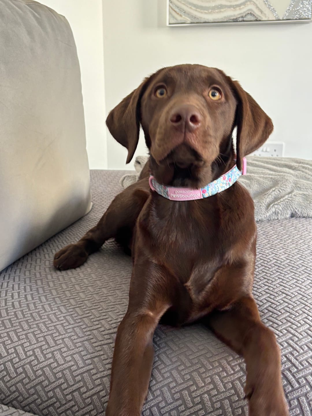 Customer photo review of Collar - Whimsical Wildflowers