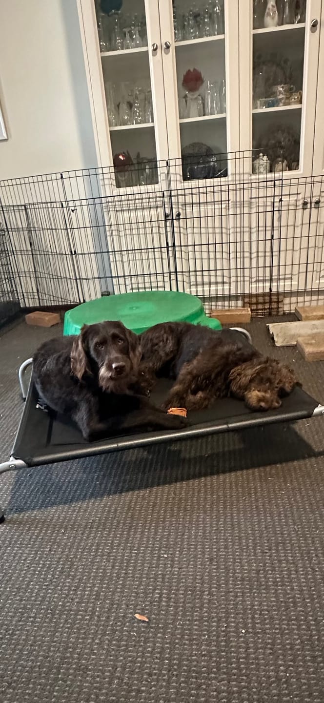 Customer photo review of Pawz Outdoor Dog Bed - Pet Trampoline