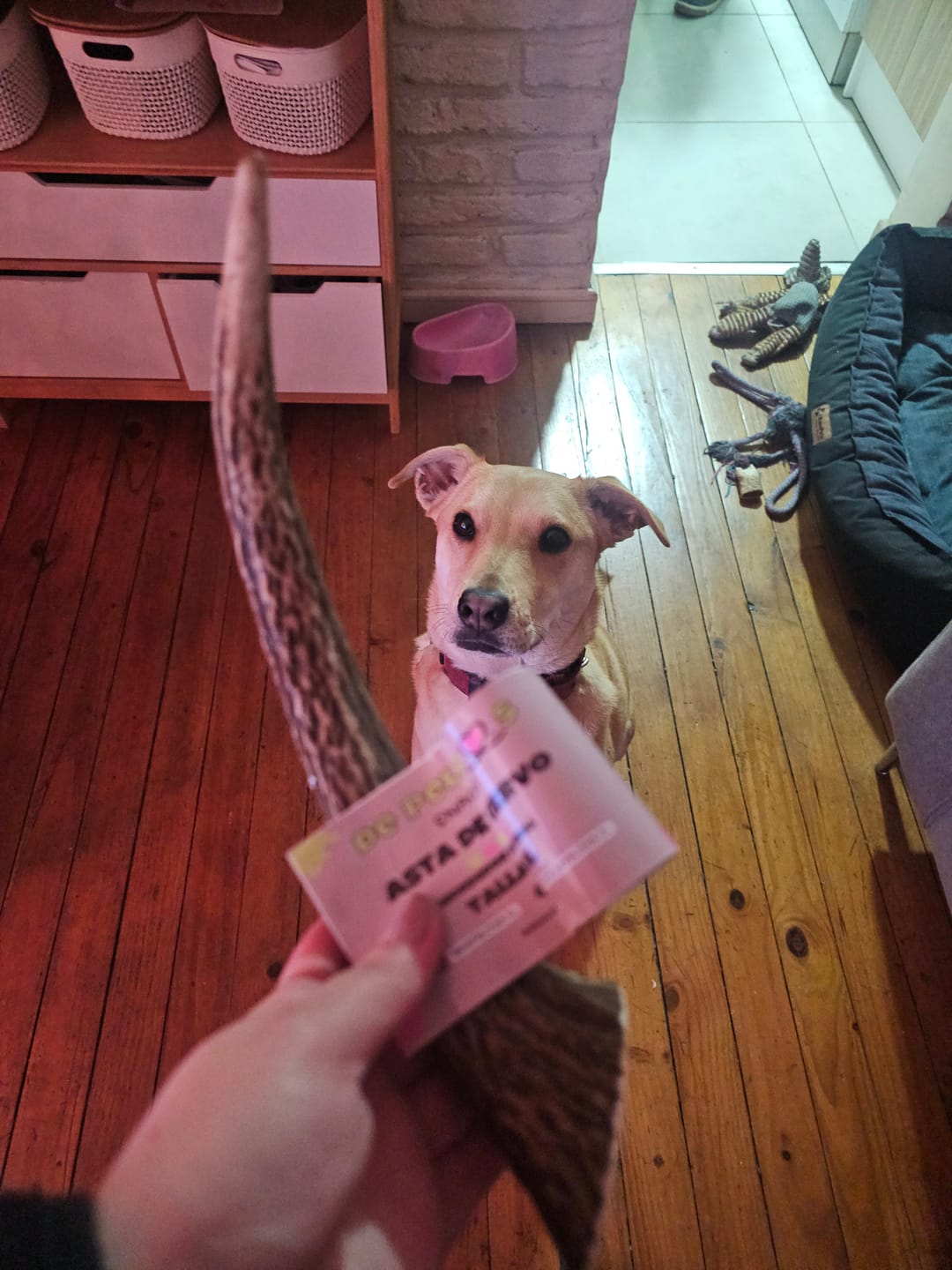 Customer photo review of Asta de ciervo para perros - Regular