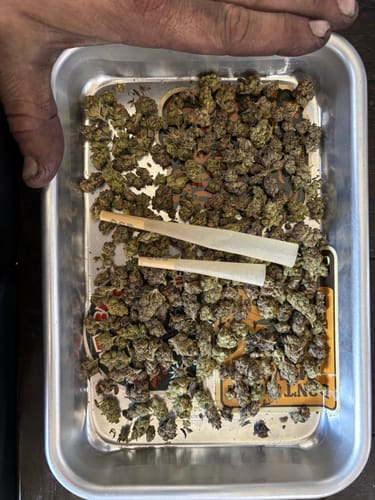 Customer photo review of Northern Lights - Exotic Smalls