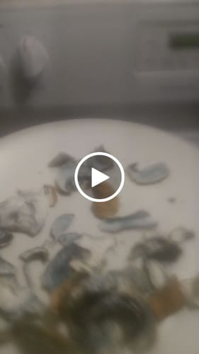 Customer video review of Non Detect Mushrooms - 50% Off