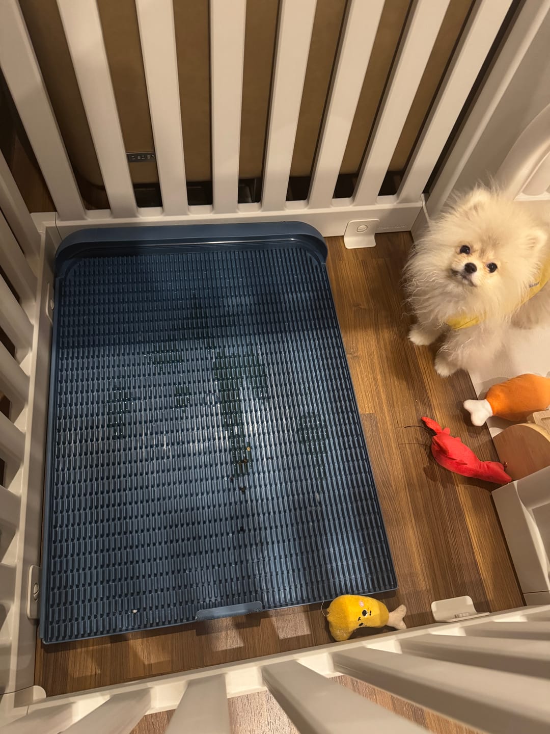 Customer photo review of Extended Protrusion Potty Pad (Size L)