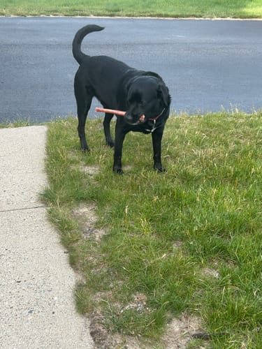 Customer photo review of 12 Inch Jumbo Bully Stick