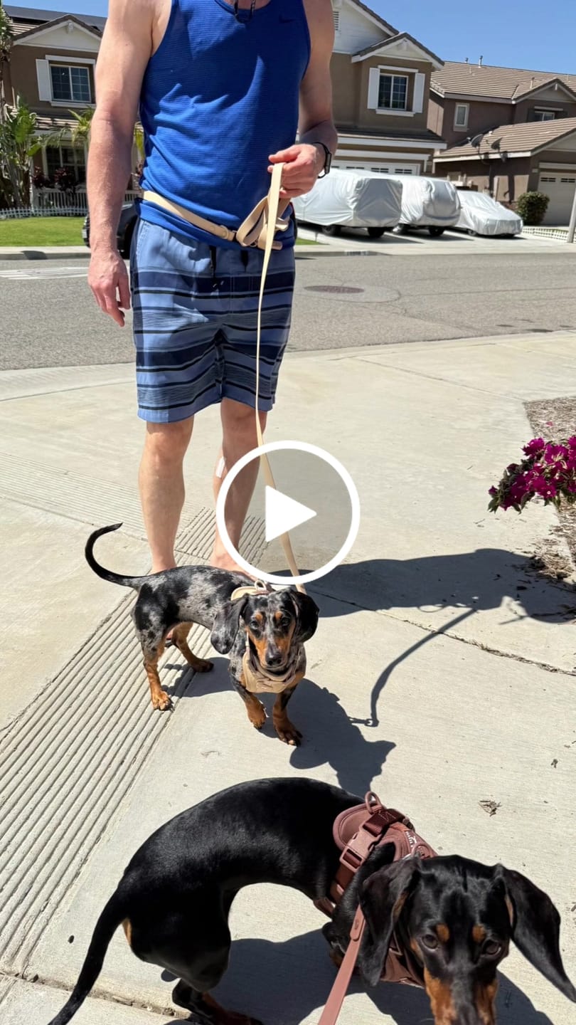 Customer video review of Solace Adjustable Dog Harness