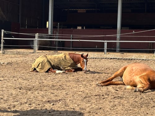 Customer photo review of Strotonin Horse Support