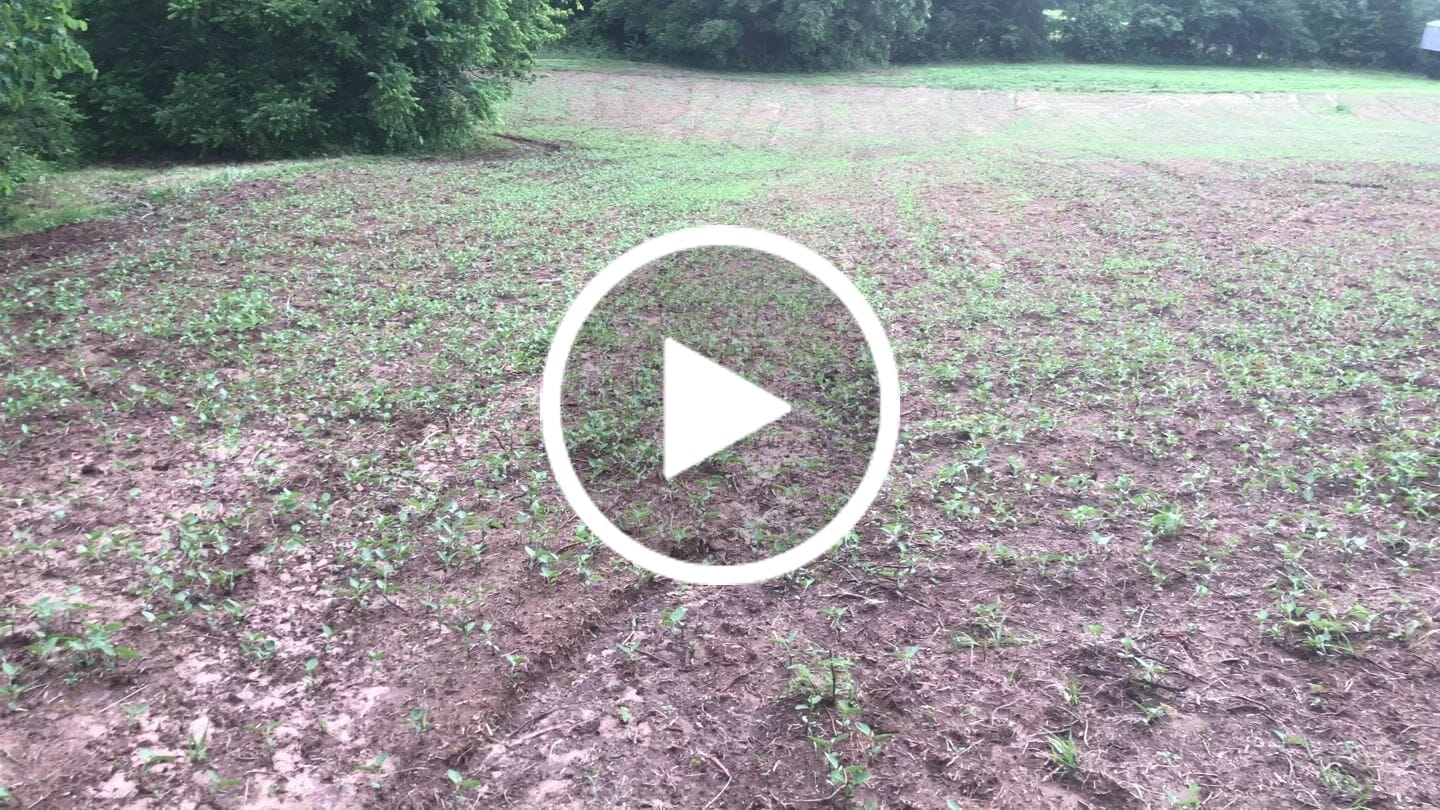 Customer video review of MonsterBuck Food Plot Soybeans | Roundup Ready