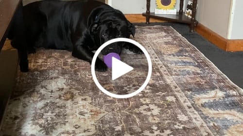 Customer video review of Freezball - Durable Fillable Dog Chew Bone