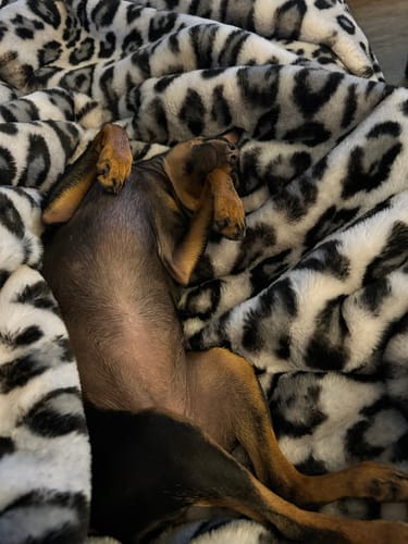 Customer photo review of The Fuschia Leopard Blanket- RTS