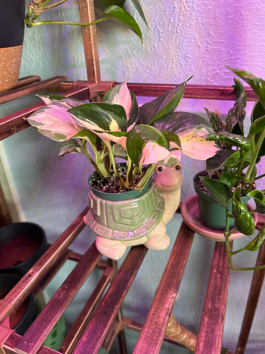 Customer photo review of Pothos Epipremnum aureum 'Manjula'