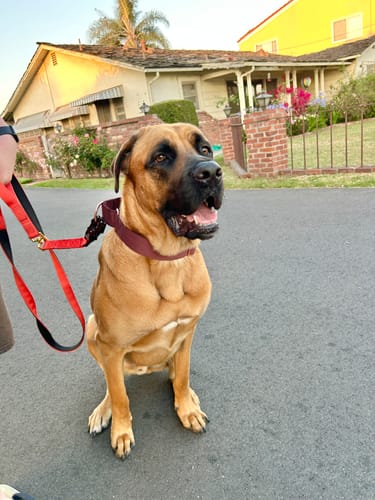 Customer photo review of 2" Luxe Martingale Dog Collar - Rose Gold - Chocolate