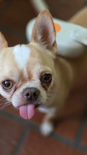 Customer photo review of Brosse Vapeur - Chien & Chat