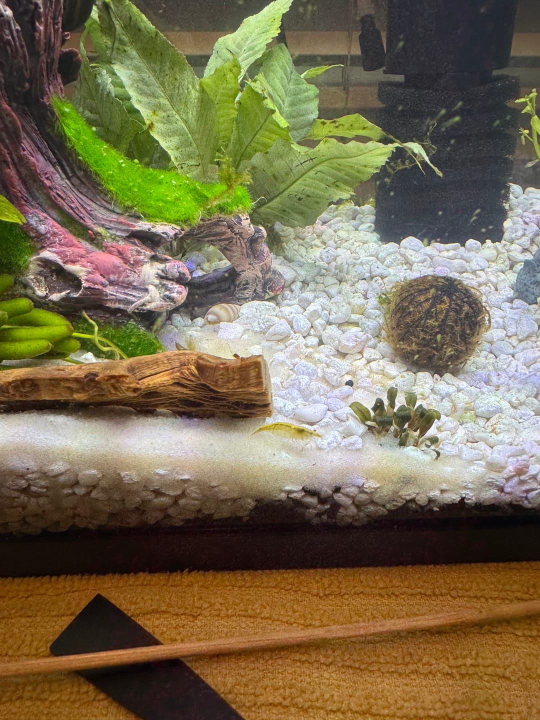 Customer photo review of Neon Yellow Shrimp "NEW"