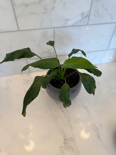Customer photo review of Houseplant Pest Spray