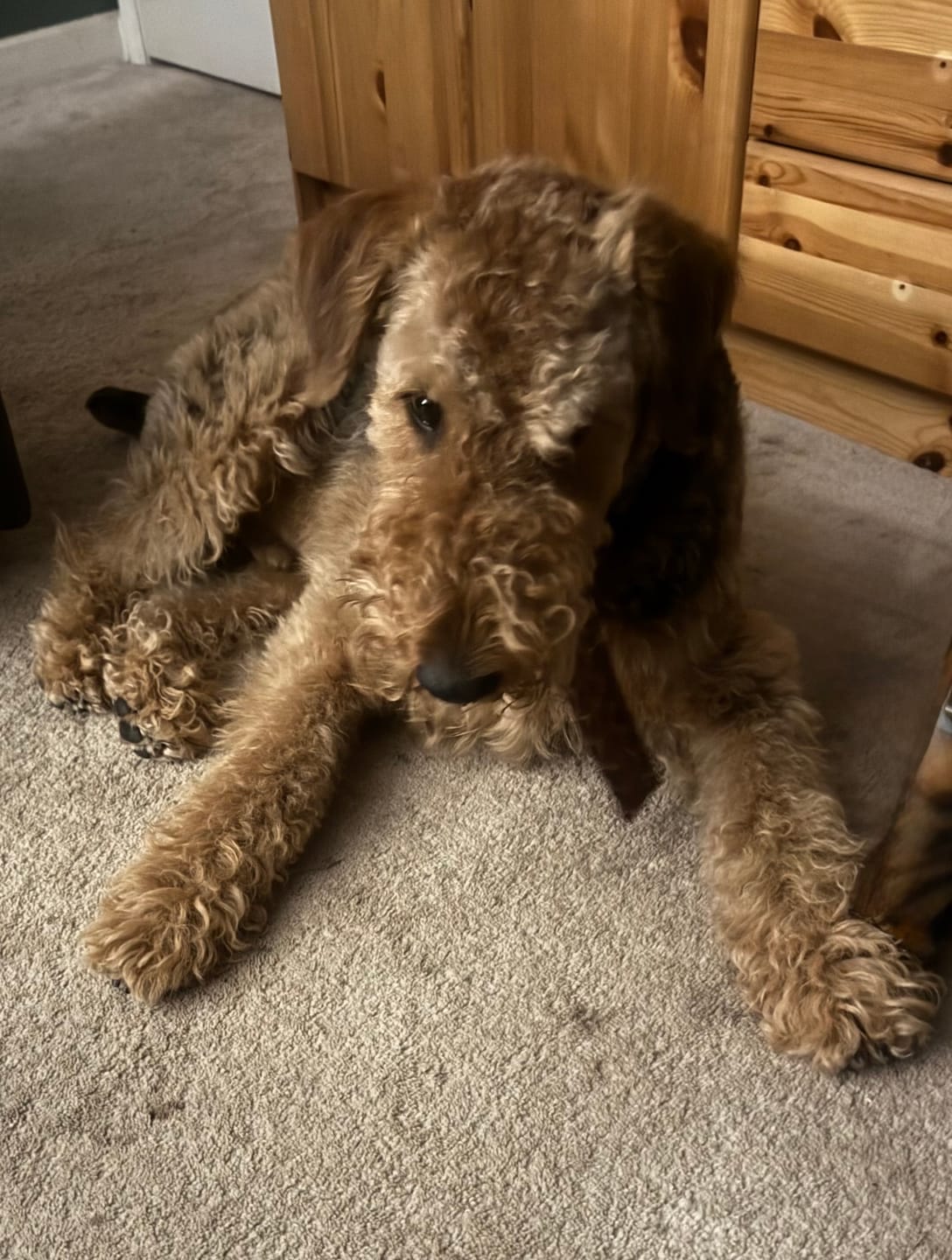 Customer photo review of 12 Inch Beef Jerky Strip