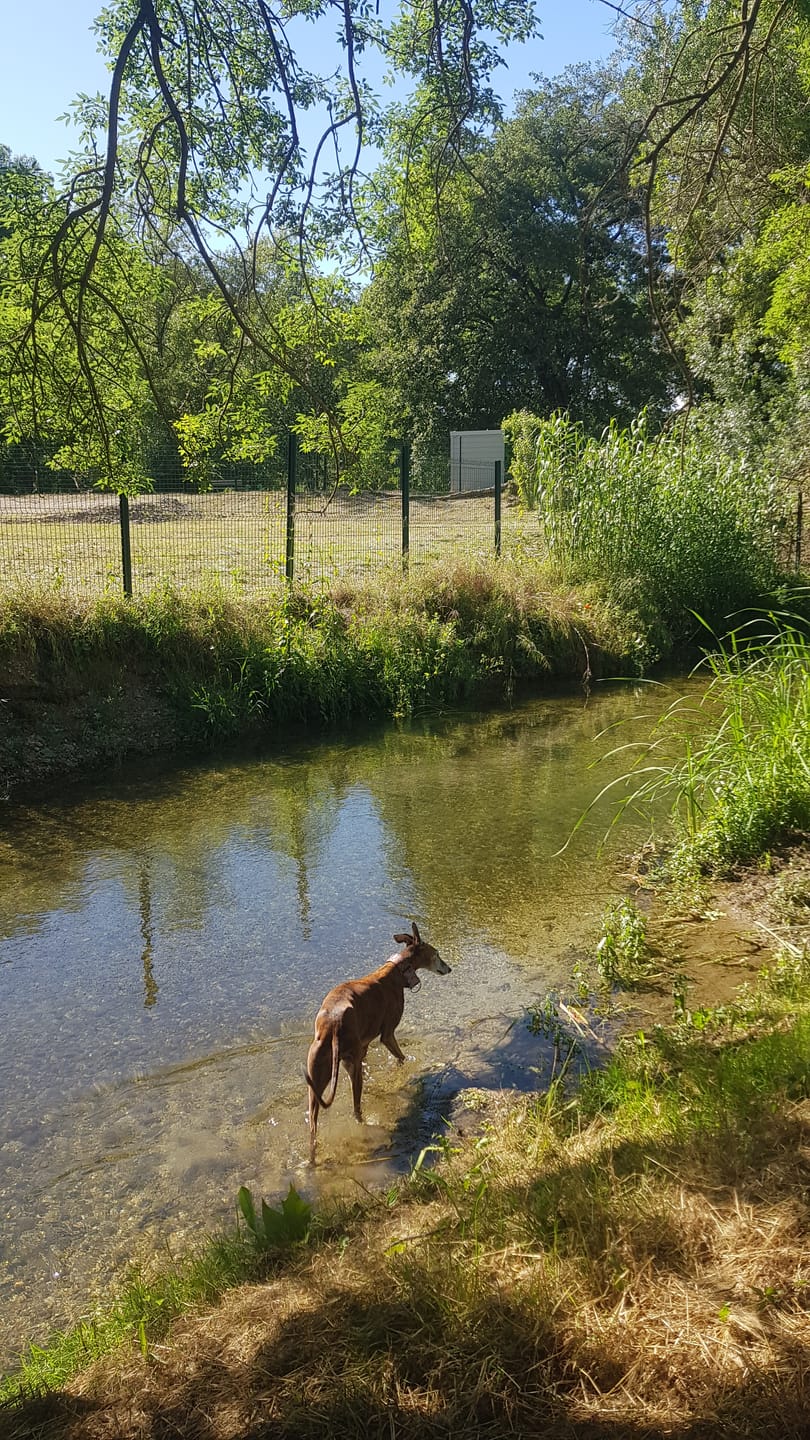 Customer photo review of Complément anti-stress  | Chien