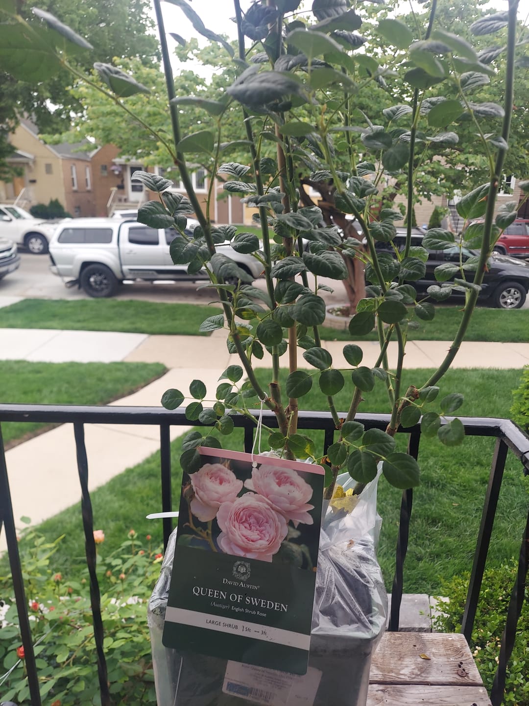Customer photo review of Queen of Sweden® Rose Bush By David Austin® 3 Gallon