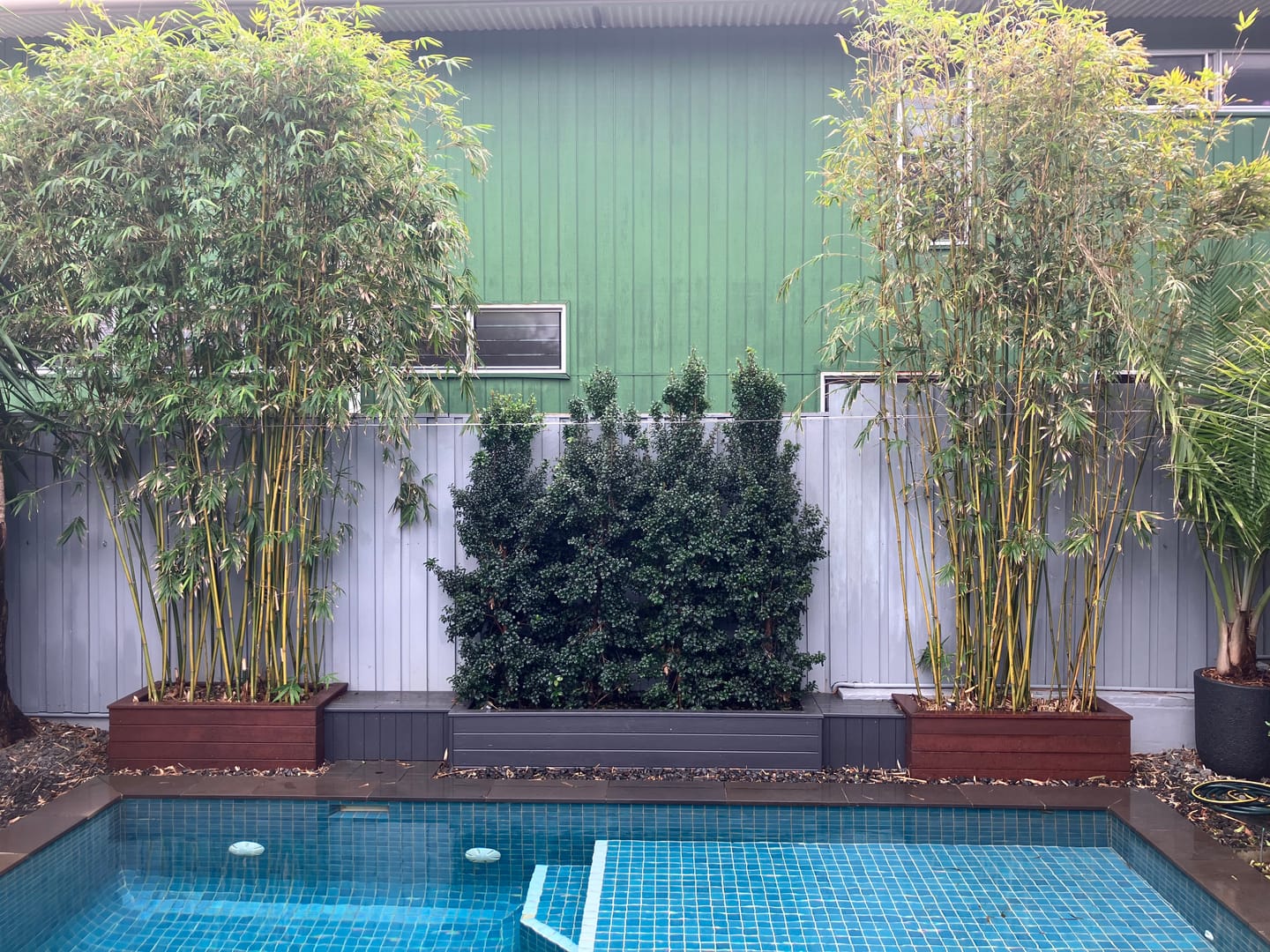 Customer photo review of Straight and Narrow™ Lilly Pilly - Straight and Narrow™ Syzygium australe ‘SAN01’ PBR Intended