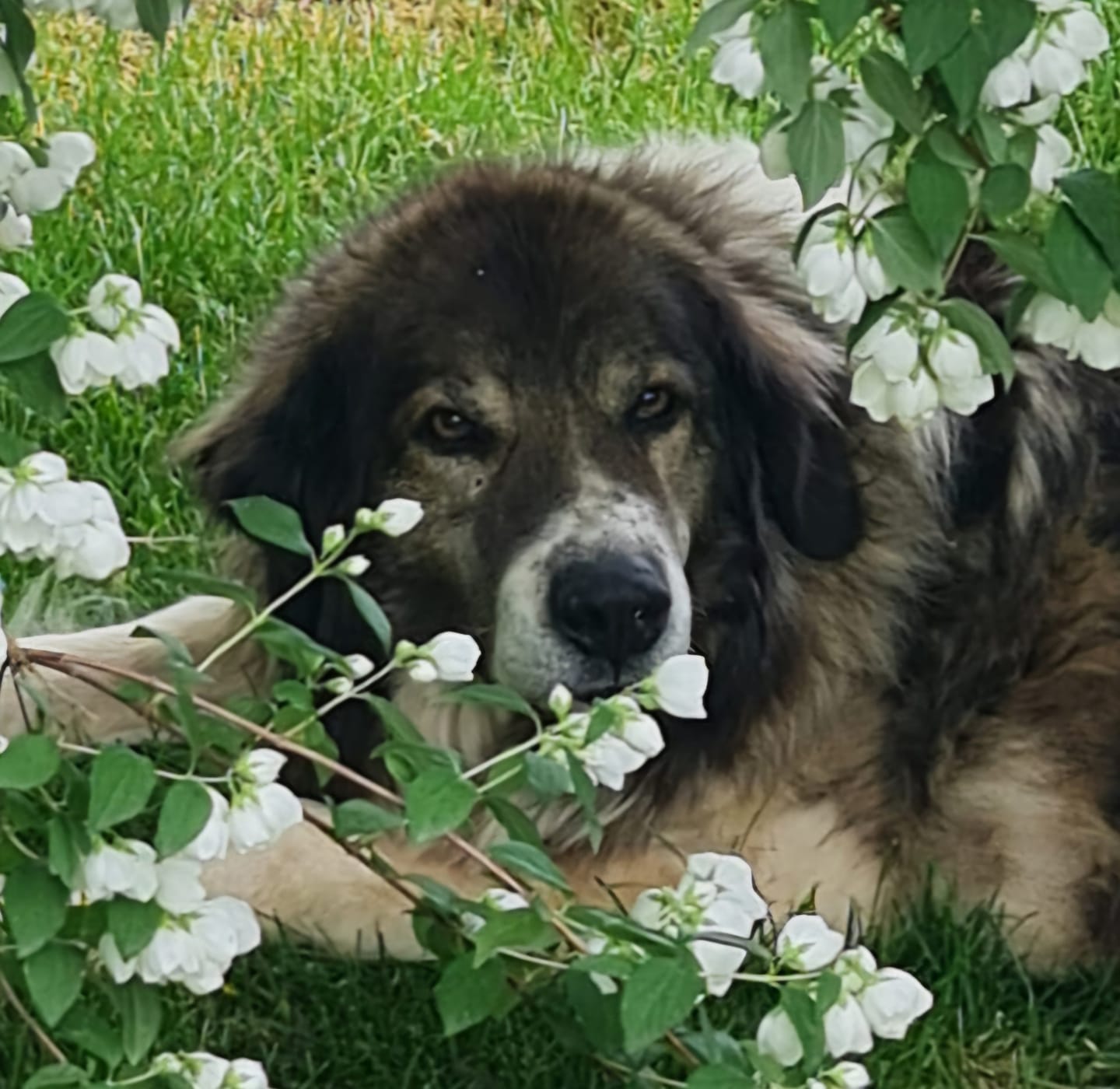 Customer photo review of Hundeportrait nach Foto