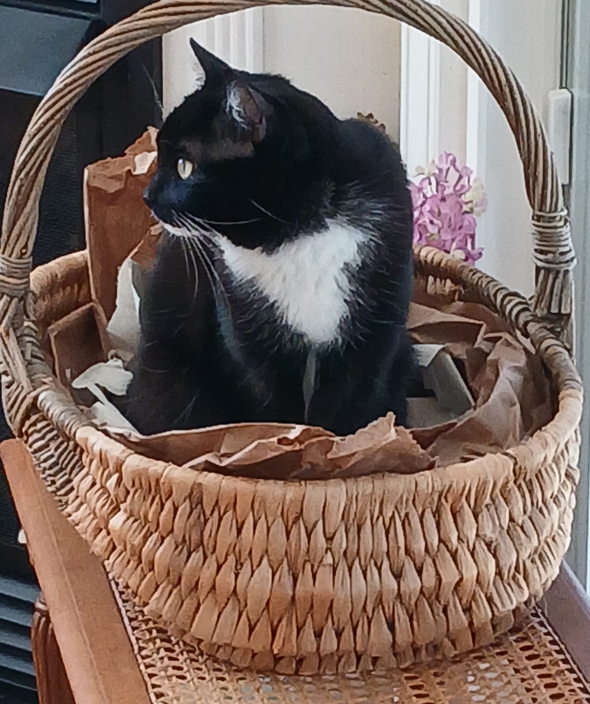 Customer photo review of Hide and Sneak - 2 Pack Unique Cat Tunnel