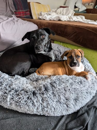 Customer photo review of PaWz Removable Cover Calming Pet Bed