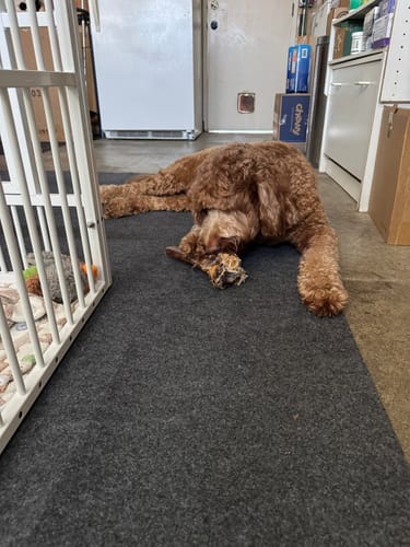 Customer photo review of Large Ostrich Cane (11.5" x 5"): The Ultimate Long-Lasting Chew for Medium, Large & XL Dogs