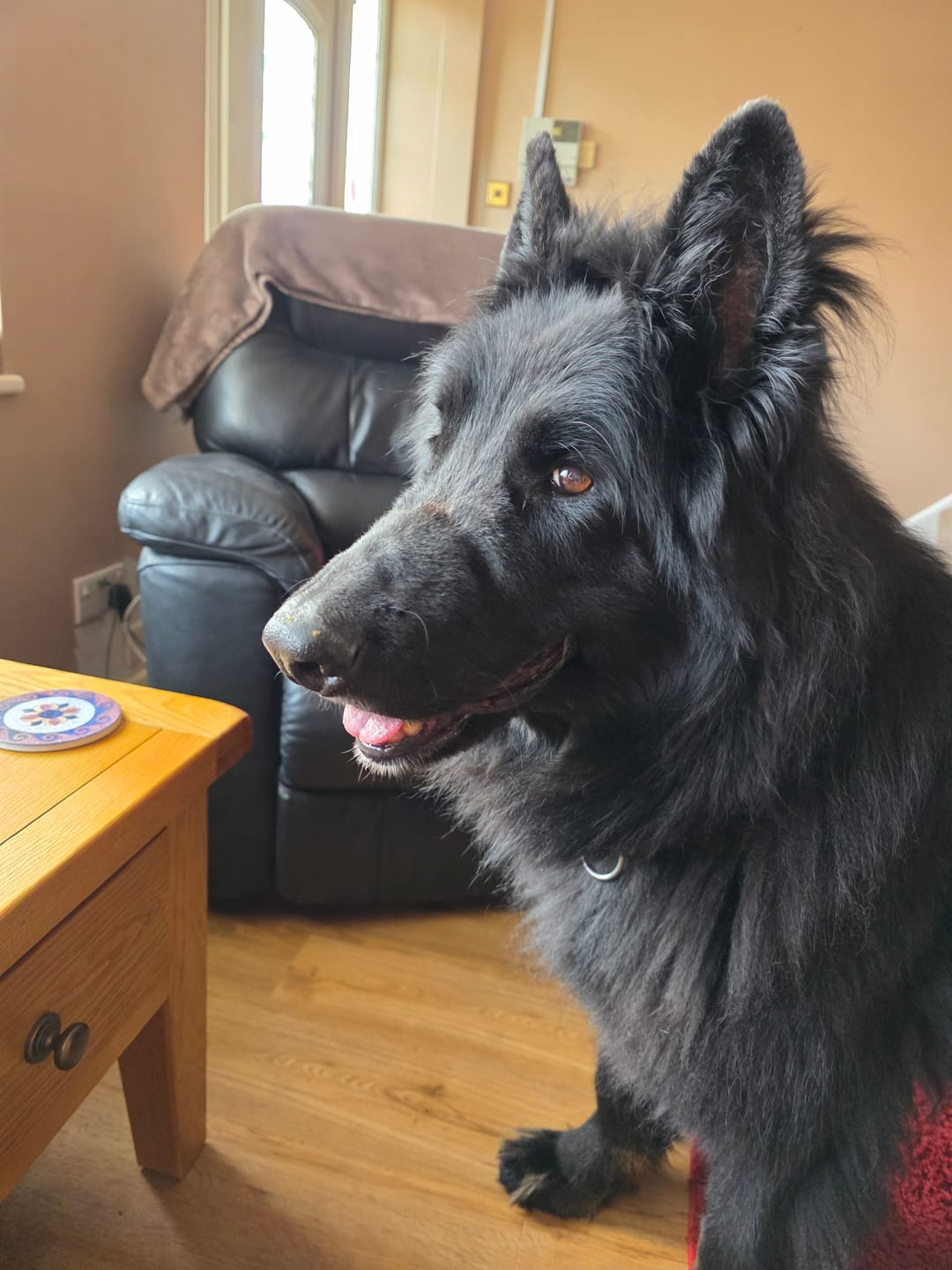Customer photo review of Total Dental Care Supplement For Dogs