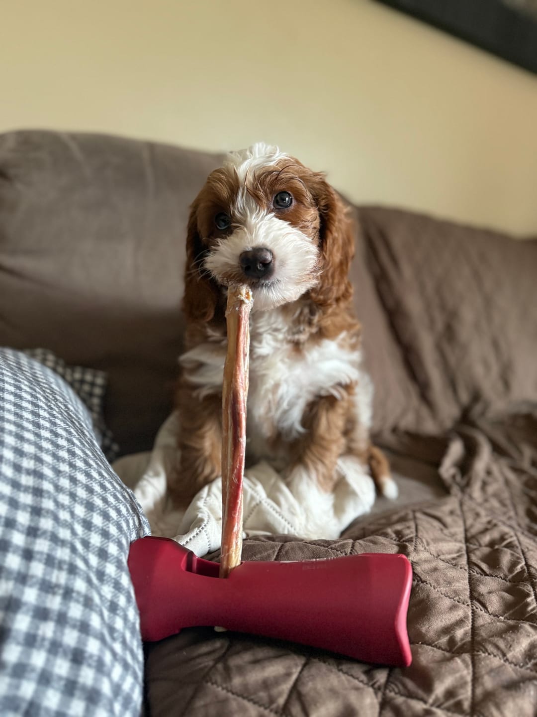 Customer photo review of Himalayan Yak Chew (MEDIUM)