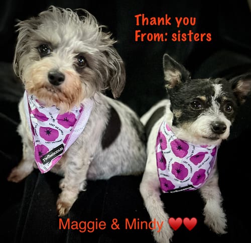 Customer photo review of BANDANA - PURPLE POPPY "LEST WE FORGET"