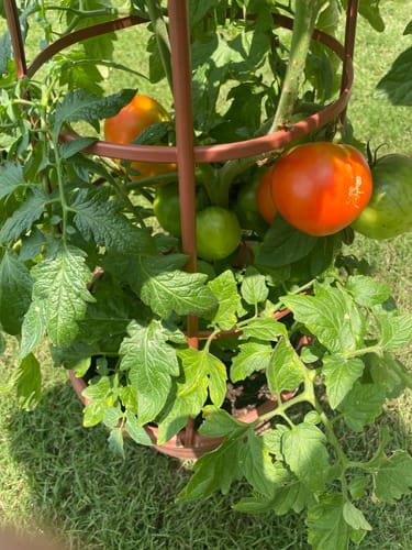 Customer photo of homegrown tomatoes fed with Elm Dirt Plant Juice