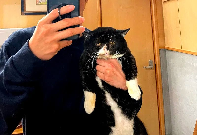 Customer photo review of Feline Biome™ - Probiotic Cat Supplement
