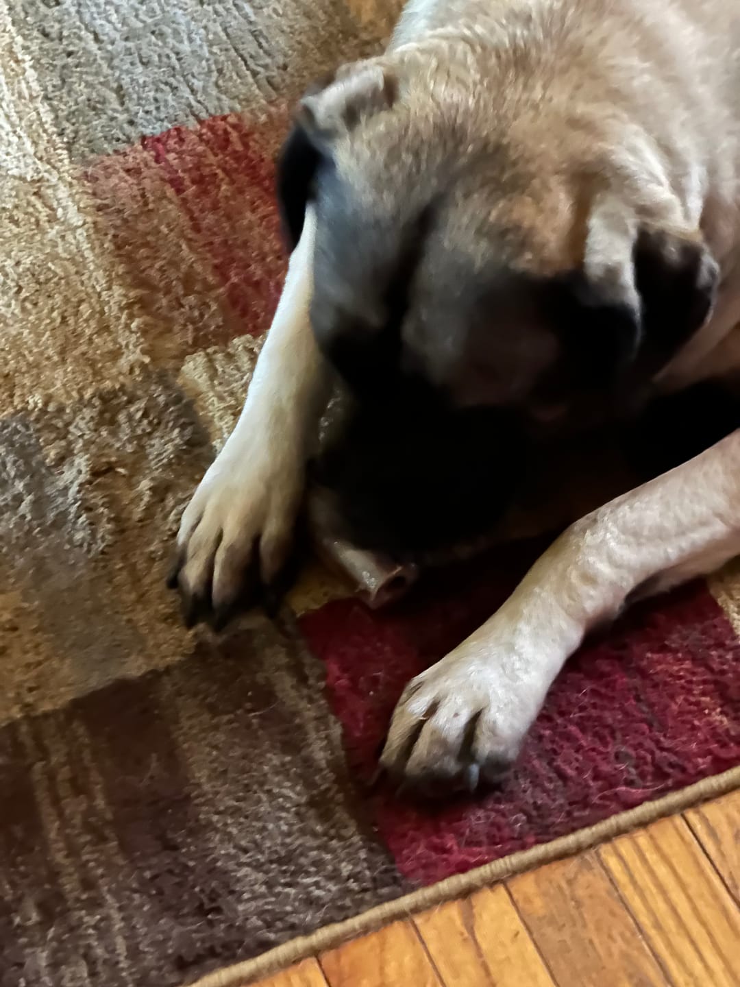 Customer photo review of Ostrich Chunky Bones (4" x 2" - 2 Pack): The Long-Lasting, Flavor-Packed Bones for Small to Medium Dogs