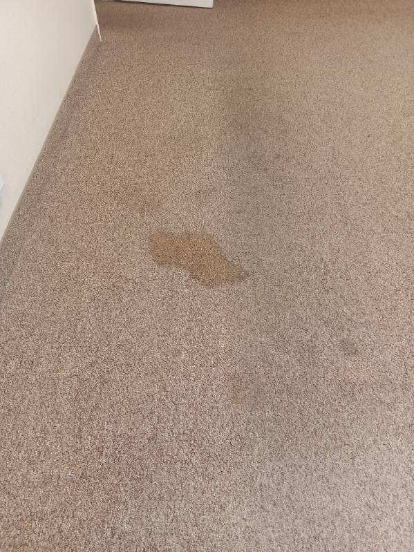 Customer photo review of • Releasit Encap-Clean DS2 (4 Gallon) Encapsulation Carpet Cleaning Detergent [Encap]