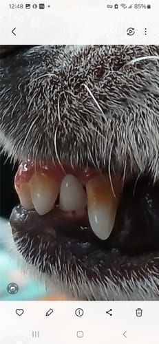 Customer photo review of DE-01 Dental Dogbiotic