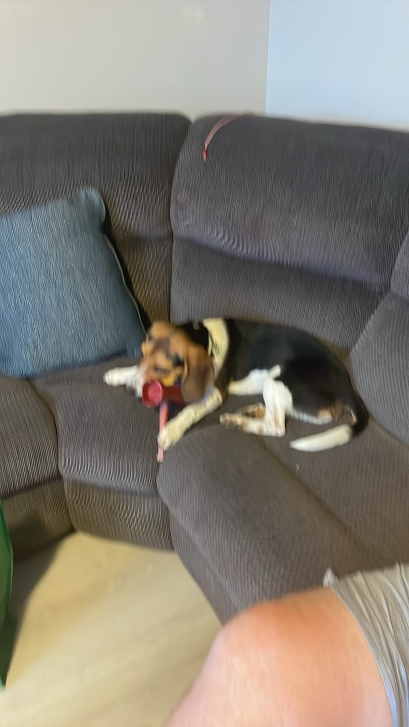 Customer photo review of 12 Inch Monster Braided Bully Stick