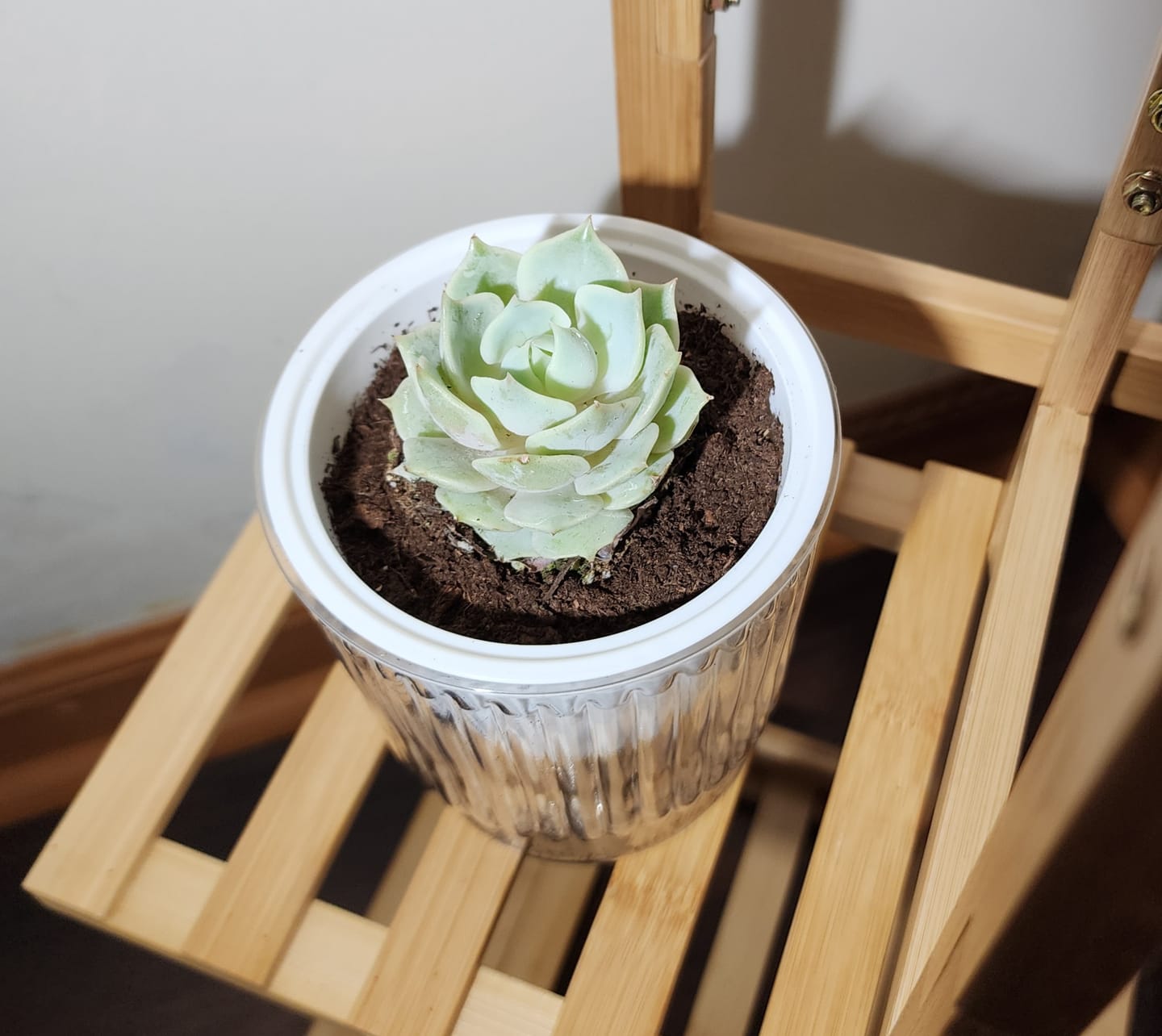 Customer photo review of Echeveria - Lola