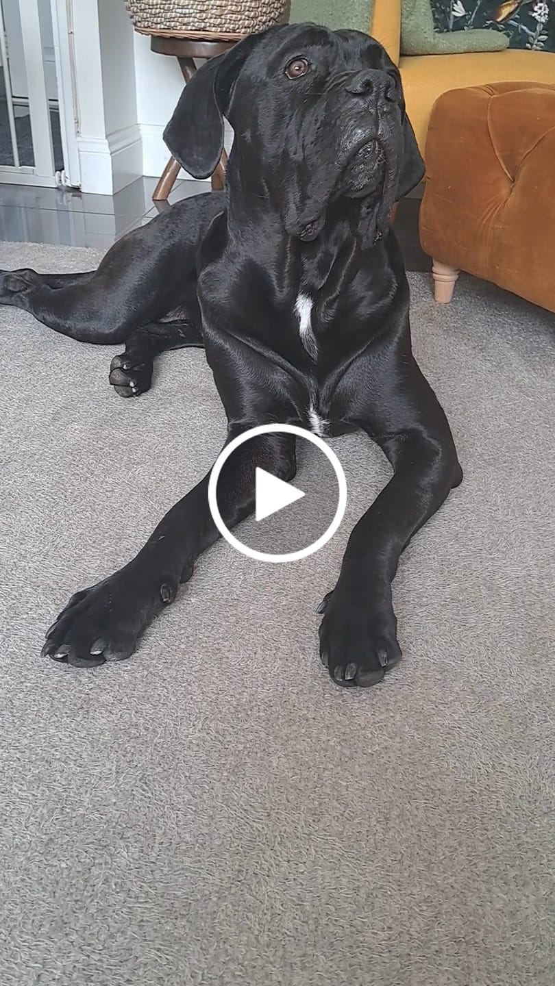 Customer video review of MultiProtein Dry Puppy Food