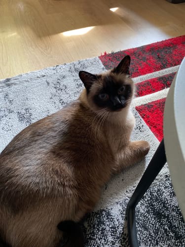 Customer photo review of Naturreines Katzenstreu