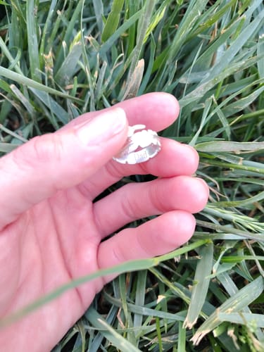 Customer photo review of Feather From An Angel Ring