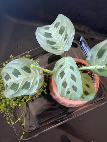 Customer photo review of Plant Food