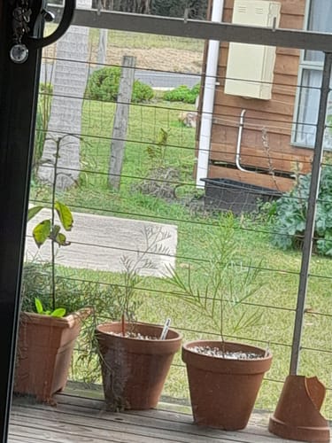 Customer photo review of Grevillea 'Lana Maree' (Grevillea hybrid)